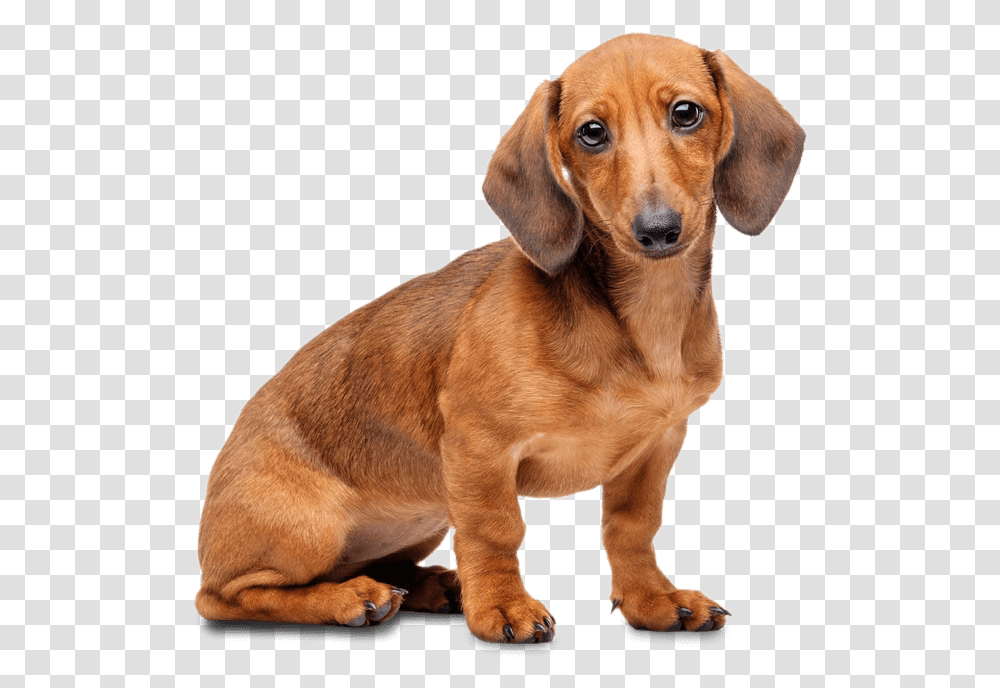 Dachshund, Dog, Pet, Canine, Animal Transparent Png