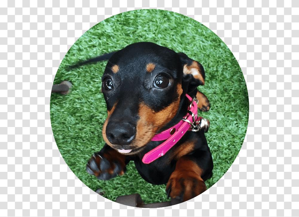 Dachshund, Dog, Pet, Canine, Animal Transparent Png