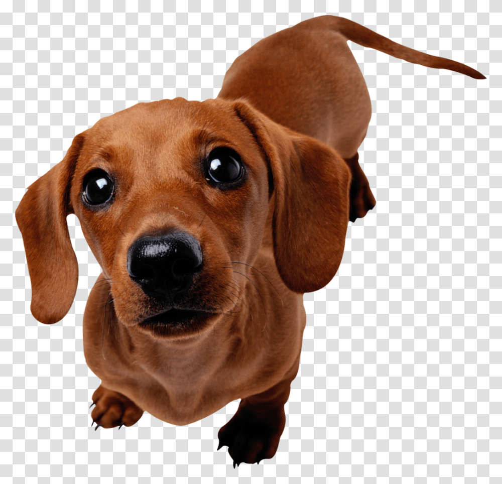 Dachshund Dog Sausage Dog Background, Hound, Pet, Canine, Animal Transparent Png