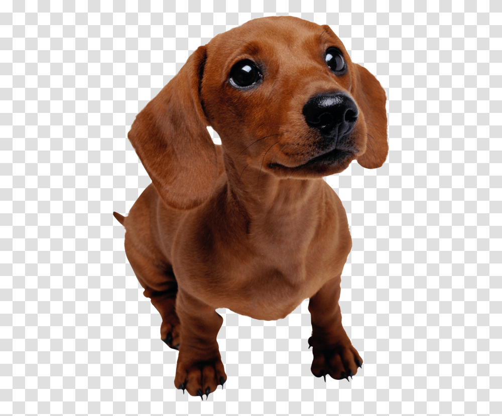 Dachshund Facts Download Dachshund Puppy Background, Dog, Pet, Canine, Animal Transparent Png