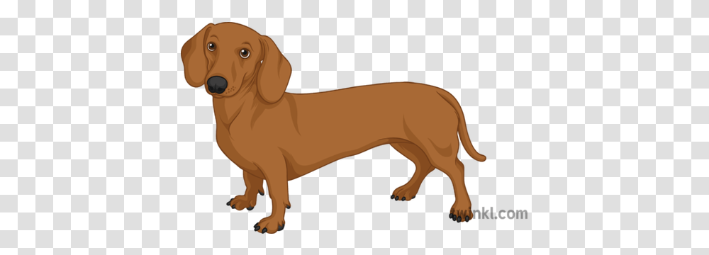 Dachshund General Sausage Dog Pets Animals Long Secondary Dachshund, Mammal, Canine, Golden Retriever, Horse Transparent Png