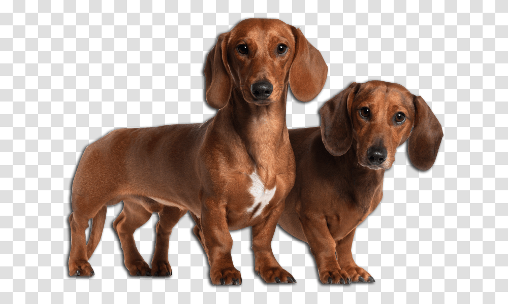 Dachshund Image Basset Hound And Weiner Dog, Pet, Canine, Animal, Mammal Transparent Png