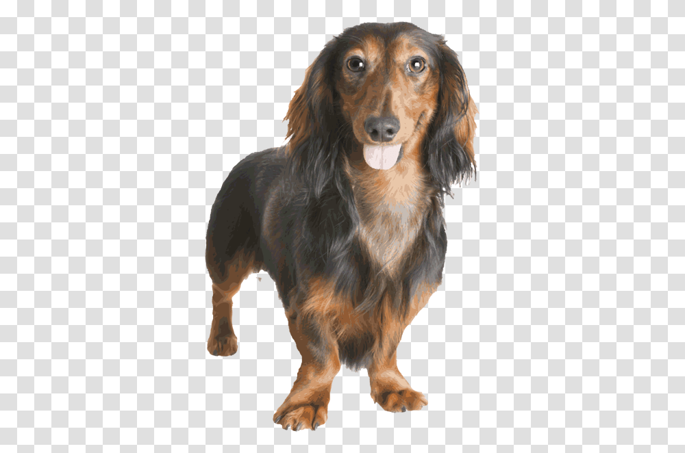 Dachshund Image Dachshund, Dog, Pet, Canine, Animal Transparent Png