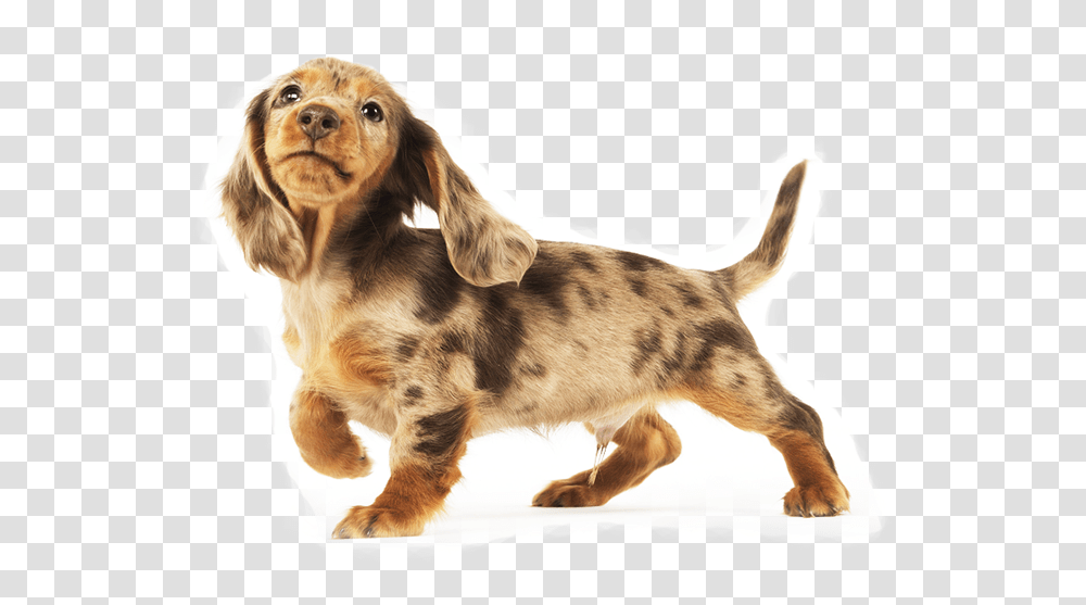 Dachshund Long Haired Dachshund, Puppy, Dog, Pet, Canine Transparent Png