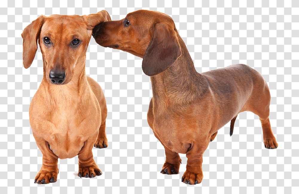 Dachshund Weiner Dog, Pet, Canine, Animal, Mammal Transparent Png