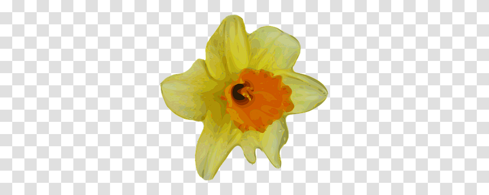 Daffodil Nature, Plant, Flower, Blossom Transparent Png