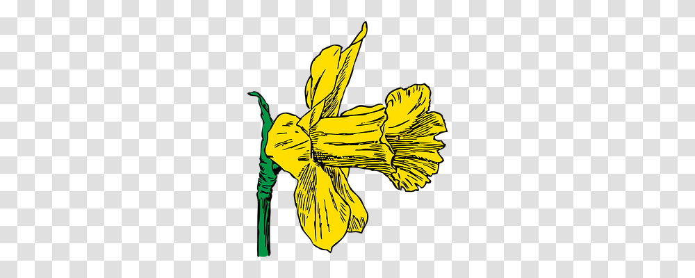 Daffodil Nature, Plant, Flower, Animal Transparent Png