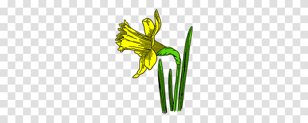 Daffodil Nature, Plant, Flower, Blossom Transparent Png