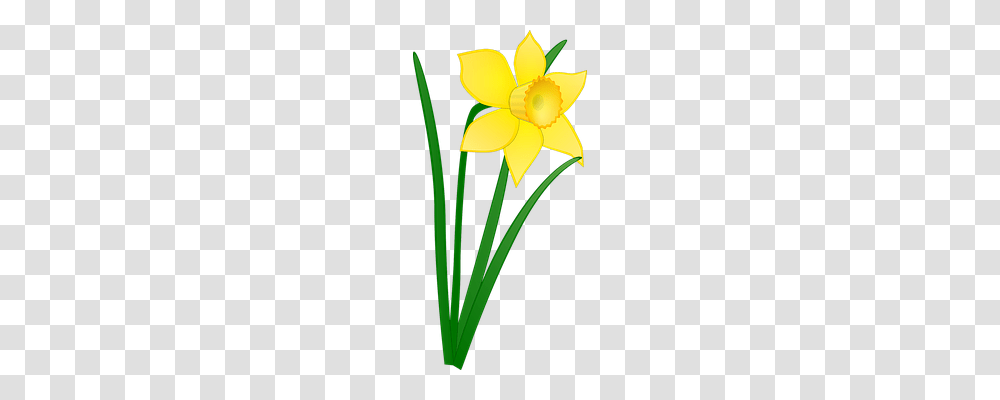 Daffodil Nature, Plant, Flower, Blossom Transparent Png