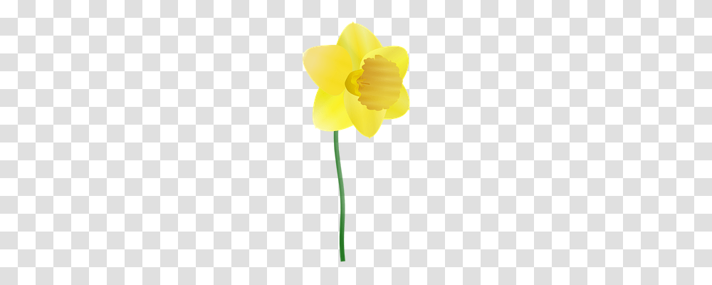 Daffodil Technology, Plant, Flower, Blossom Transparent Png