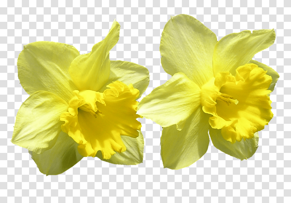 Daffodil 960, Flower, Plant, Blossom Transparent Png