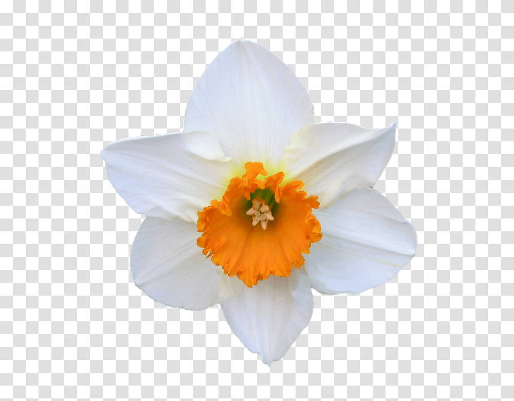 Daffodil 960, Flower, Plant, Blossom, Pollen Transparent Png