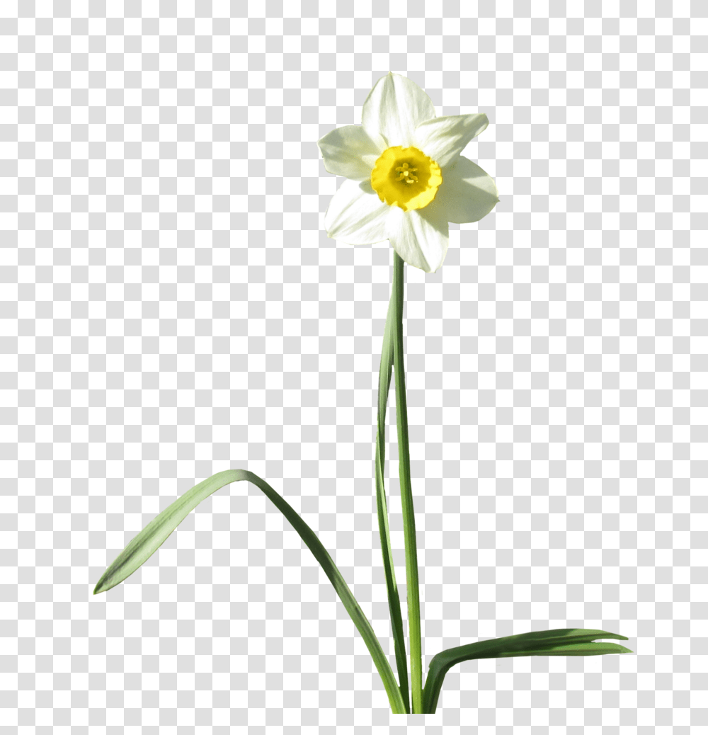 Daffodil Background Arts, Plant, Flower, Blossom, Amaryllidaceae Transparent Png