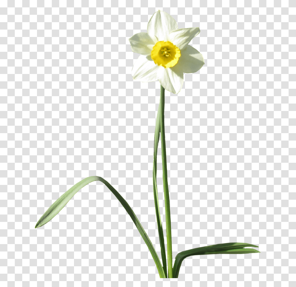 Daffodil Background Arts White Daffodil Background, Plant, Flower, Blossom, Amaryllidaceae Transparent Png