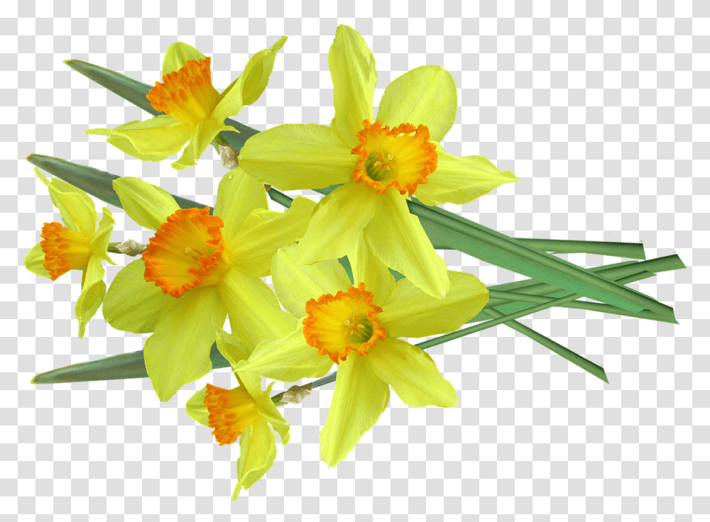 Daffodil Bunch Cut Out Narcissus, Plant, Flower, Blossom Transparent Png