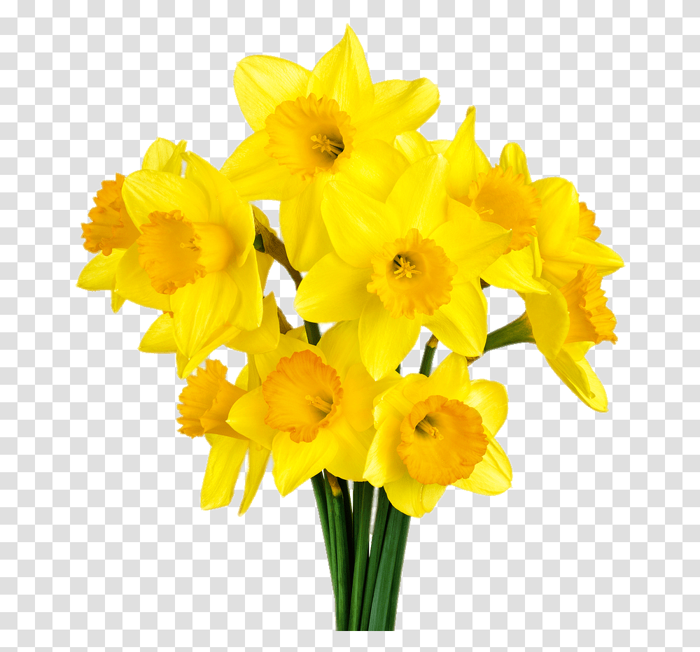 Daffodil Bunch Stickpng, Plant, Flower, Blossom Transparent Png
