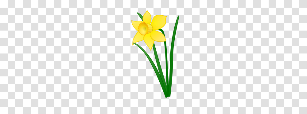 Daffodil Carbondale Public Library, Plant, Flower, Blossom Transparent Png