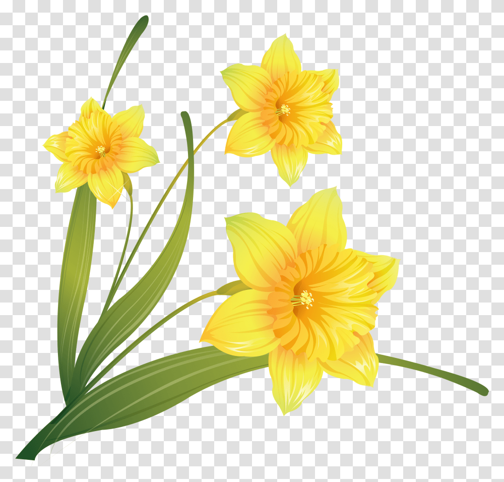 Daffodil Clip Art Background Daffodils, Plant, Flower, Blossom Transparent Png