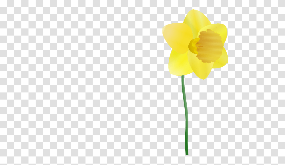 Daffodil Clip Art Free Vector, Plant, Flower, Blossom Transparent Png