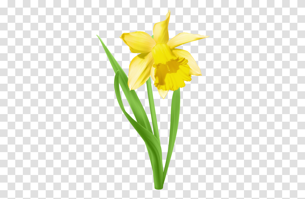 Daffodil Clip Art Image Daffodil Clip Art, Plant, Flower Transparent Png