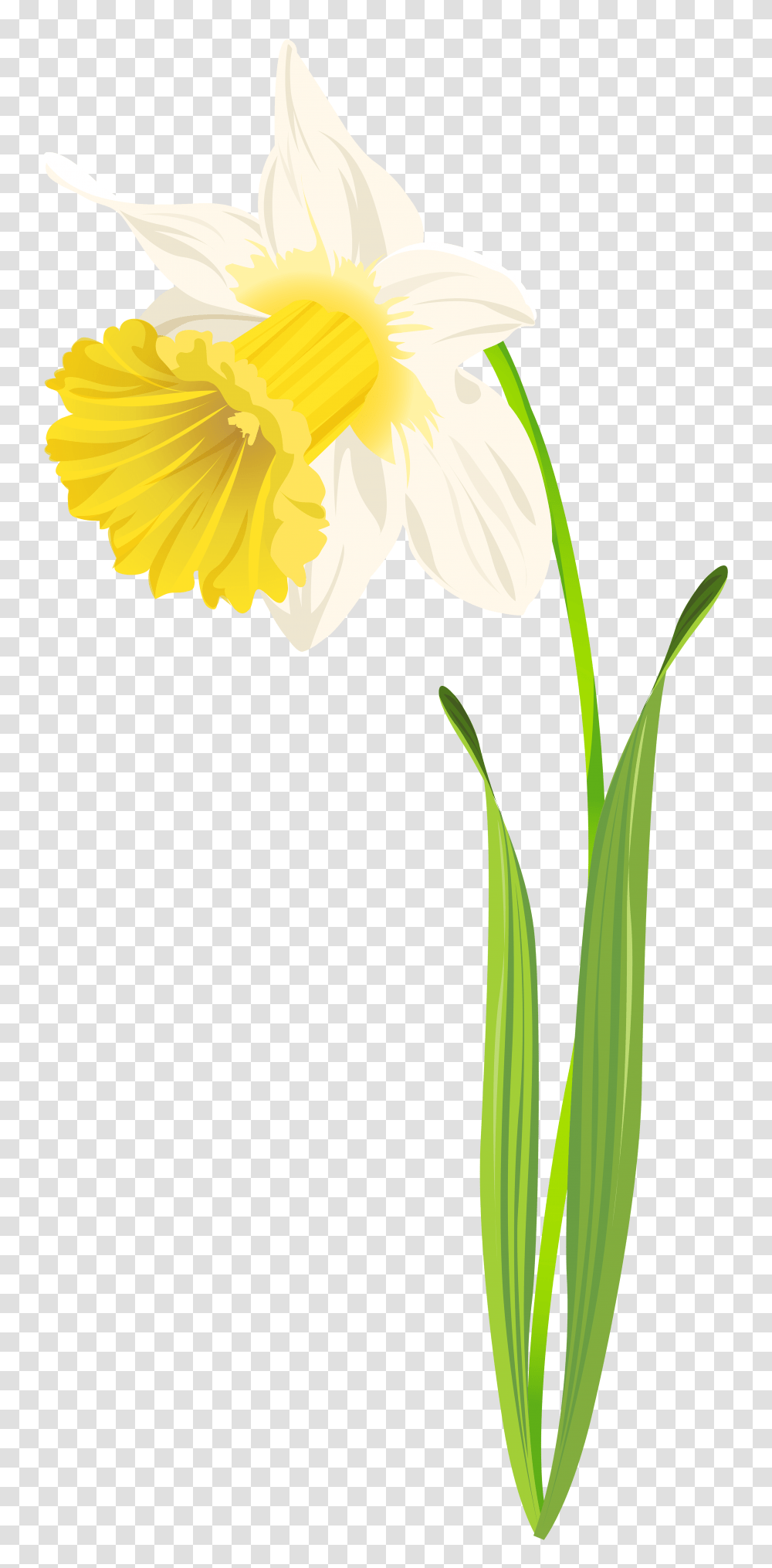 Daffodil Clip Art Image, Plant, Flower, Blossom, Daisy Transparent Png