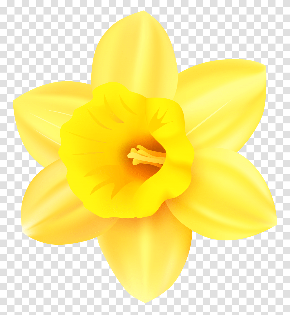 Daffodil Clip Art, Plant, Flower, Blossom, Rose Transparent Png