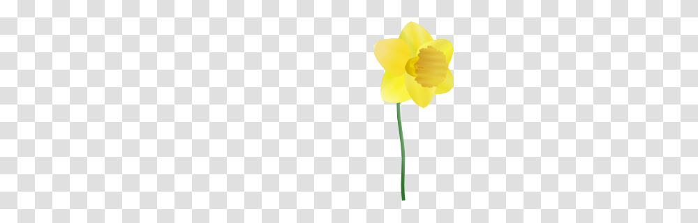 Daffodil Clip Art, Plant, Flower, Blossom Transparent Png