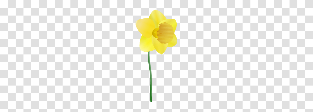 Daffodil Clip Arts Daffod L Clipart, Plant, Flower, Blossom, Petal Transparent Png