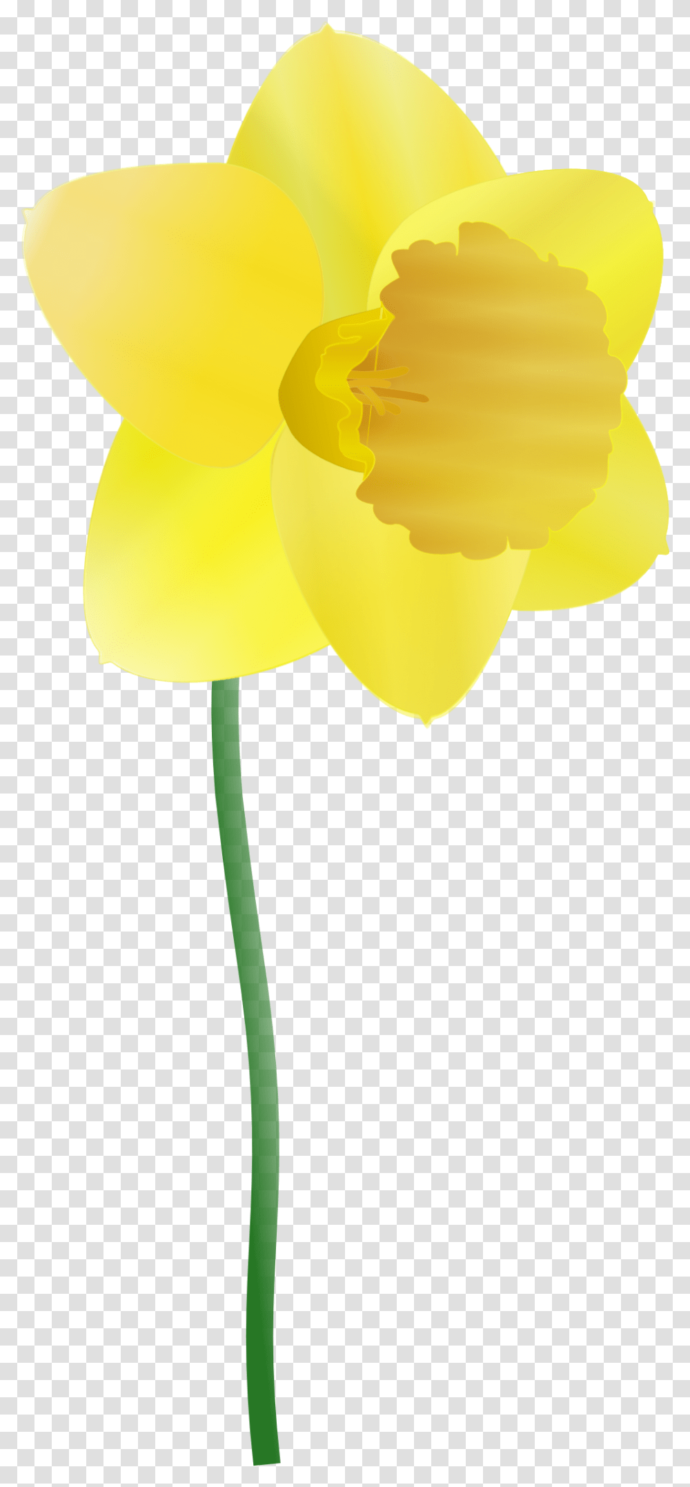Daffodil Clip Arts For Web Cartoon Daffodils, Plant, Flower, Blossom, Petal Transparent Png