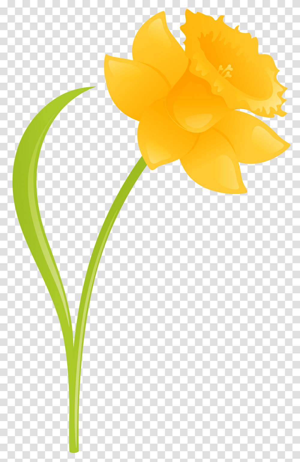 Daffodil Clipart Background, Plant, Flower, Blossom Transparent Png