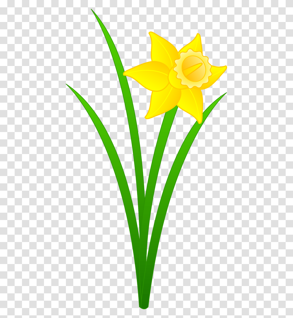 Daffodil Clipart Bulb Clip Art No Background, Plant, Flower, Blossom Transparent Png