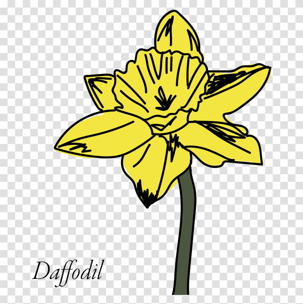 Daffodil Clipart Buttercup Flower Lilies, Plant, Blossom, Petal, Daisy Transparent Png