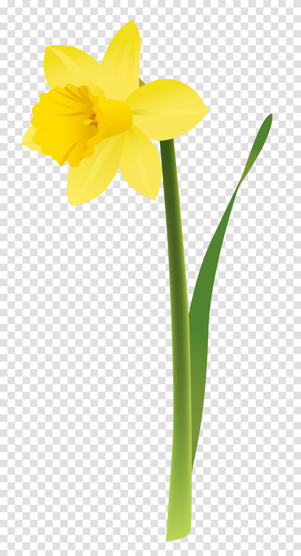 Daffodil Clipart, Plant, Flower, Blossom Transparent Png