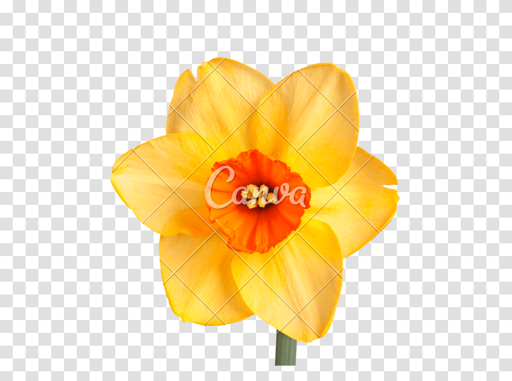 Daffodil Cultivar, Plant, Flower, Blossom, Petal Transparent Png