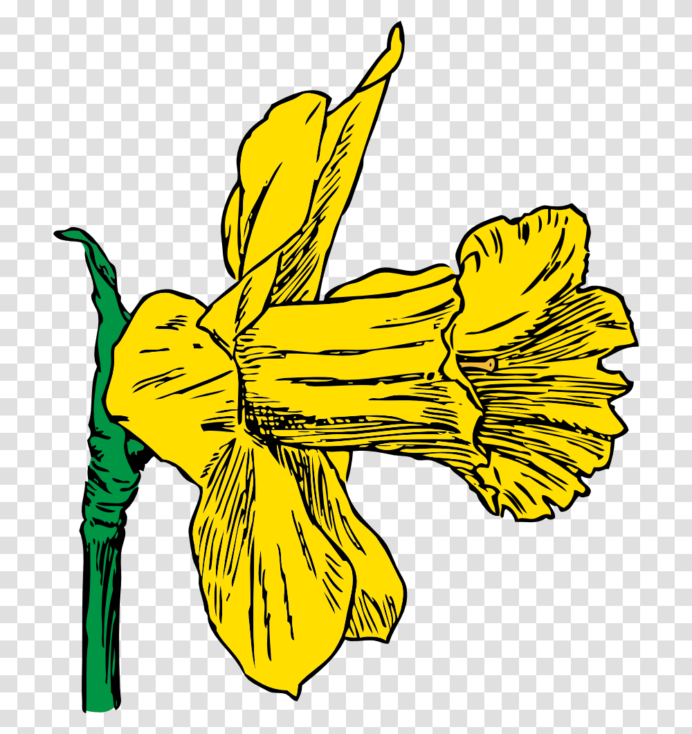 Daffodil Daffodil Clip Art, Plant, Flower, Blossom, Banana Transparent Png