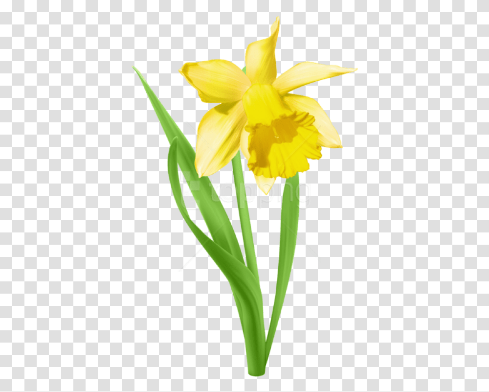 Daffodil Daffodil Clipart, Plant, Flower, Blossom Transparent Png