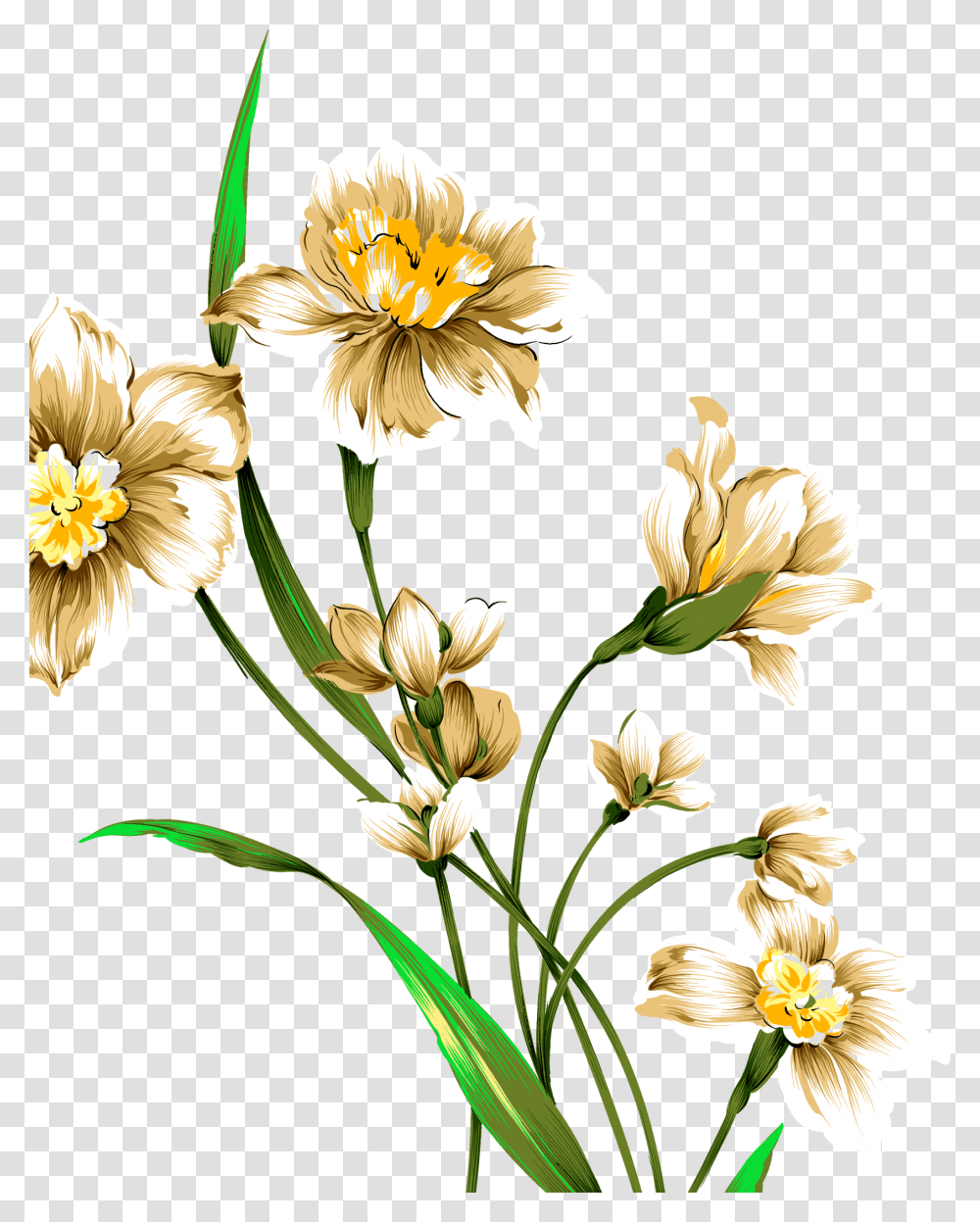 Daffodil Daffodils Drawing, Plant, Flower, Blossom Transparent Png