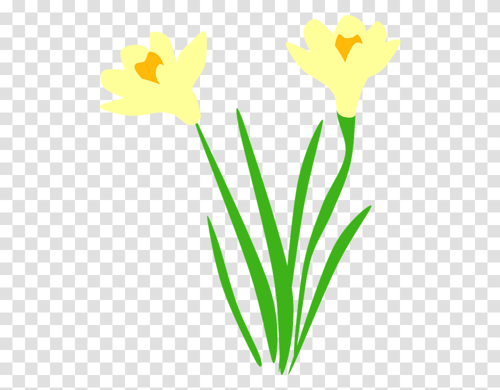 Daffodil Daffodils Flora Flower Flowers Daffodil Vector Free, Plant, Blossom, Tulip, Amaryllidaceae Transparent Png