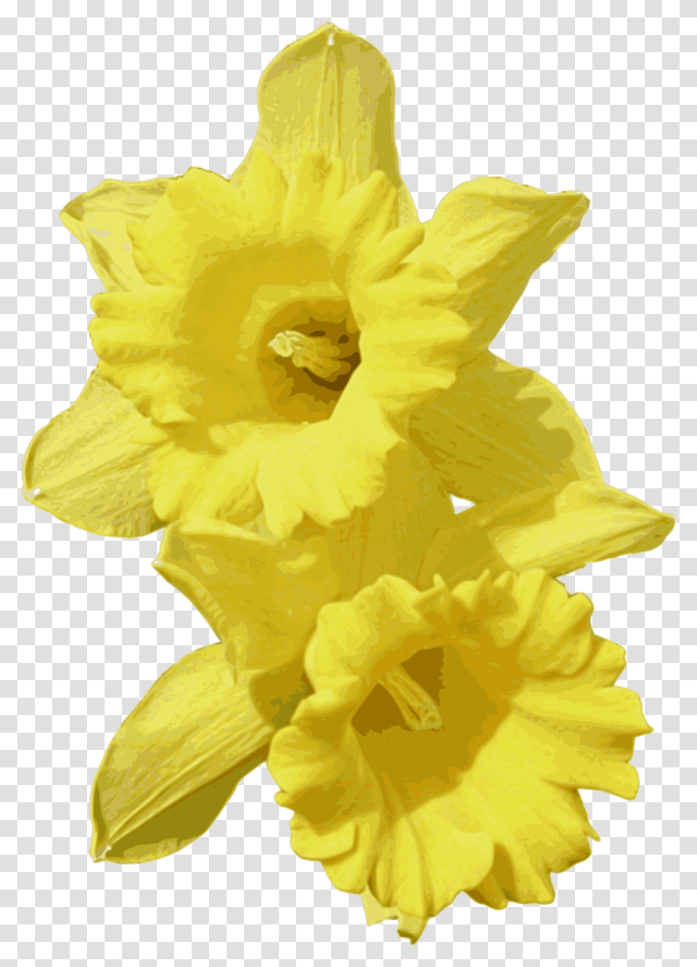 Daffodil Daffodils, Plant, Flower, Blossom, Rose Transparent Png