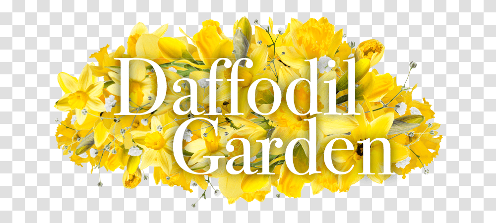 Daffodil Days 2021 Language, Plant, Text, Flower, Petal Transparent Png