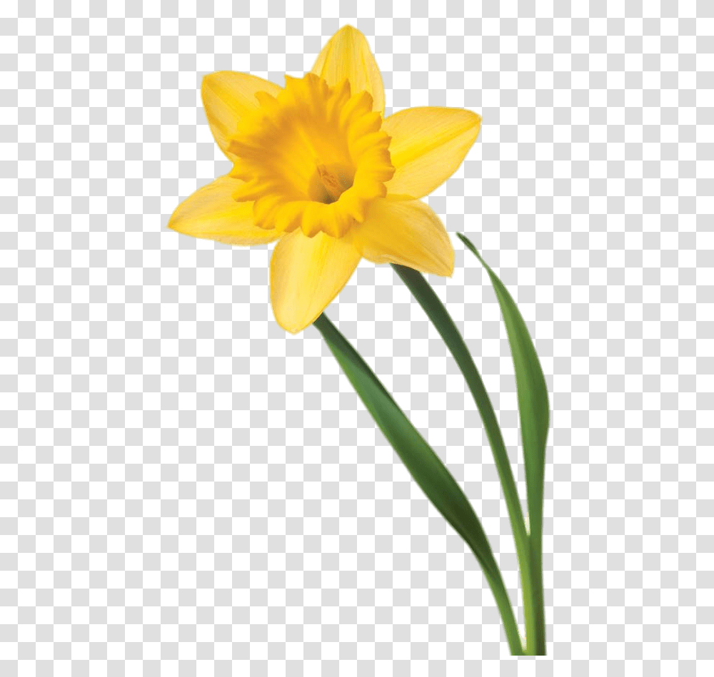 Daffodil Flower Clip Art Single Daffodil White Background, Plant, Blossom Transparent Png