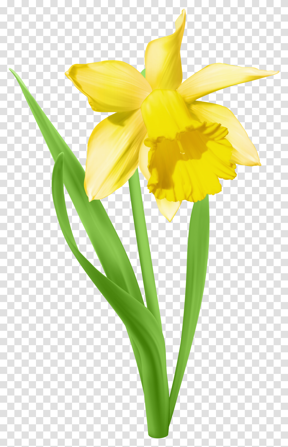 Daffodil Flower Clipart Svg Royalty Free Download Daffodil Background Daffodil Clip Art Transparent Png
