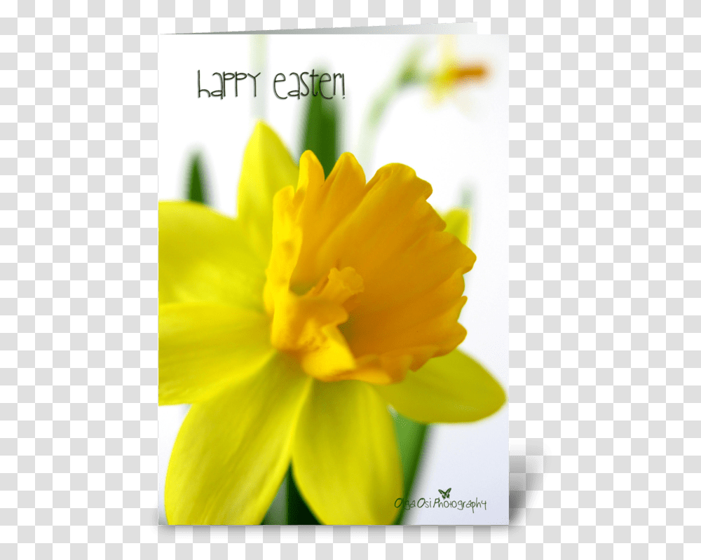 Daffodil Flower For Easter Greeting Card Narcissus, Plant, Blossom, Rose Transparent Png