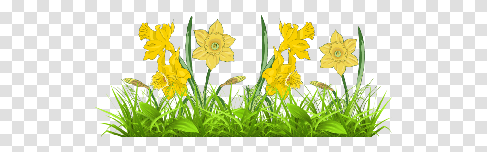 Daffodil Flower Free Clipart Clip Art Library Free Daffodil Clip Art, Plant, Blossom, Daisy, Daisies Transparent Png