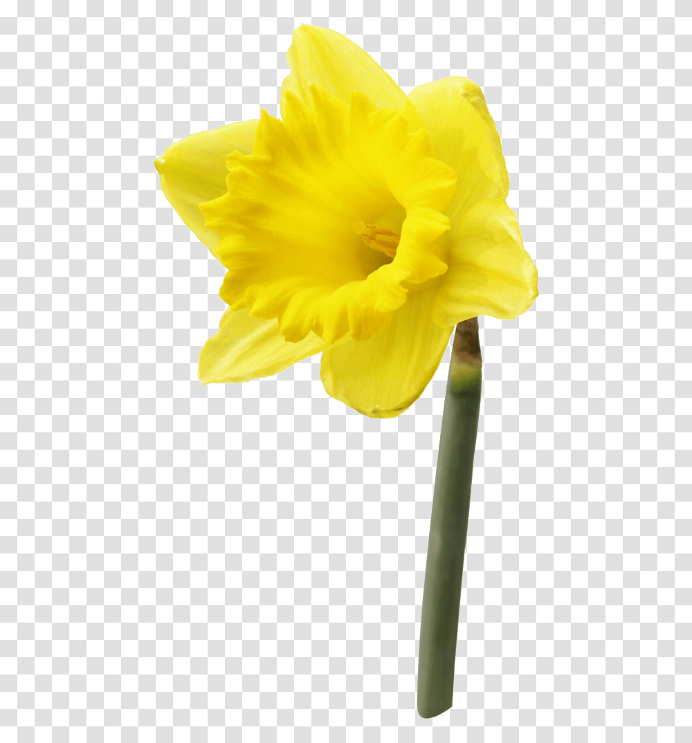 Daffodil Flower High High Resolution Image Of A Daffodil Flower, Plant, Blossom Transparent Png