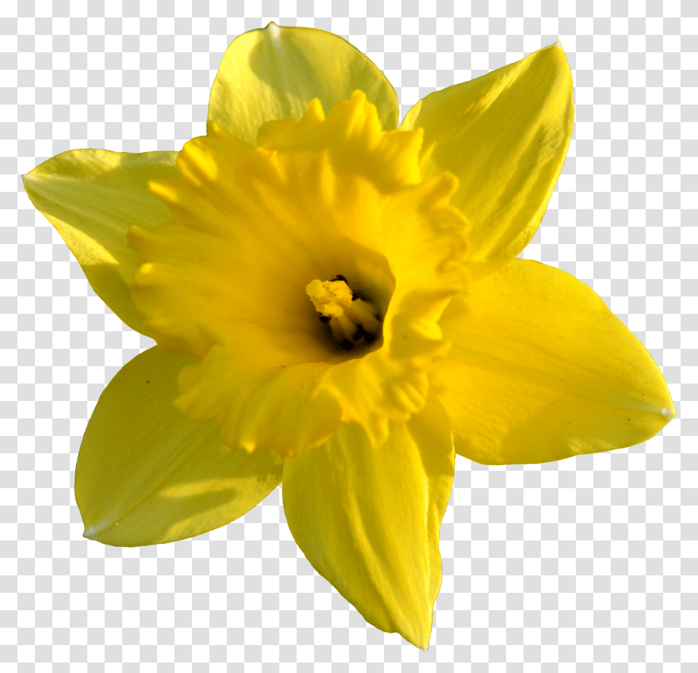 Daffodil Flower Image Arts Daffodil Transparent Png