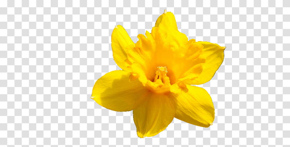 Daffodil Flower Pic Background Daffodil Icon, Plant, Blossom, Pollen, Amaryllidaceae Transparent Png