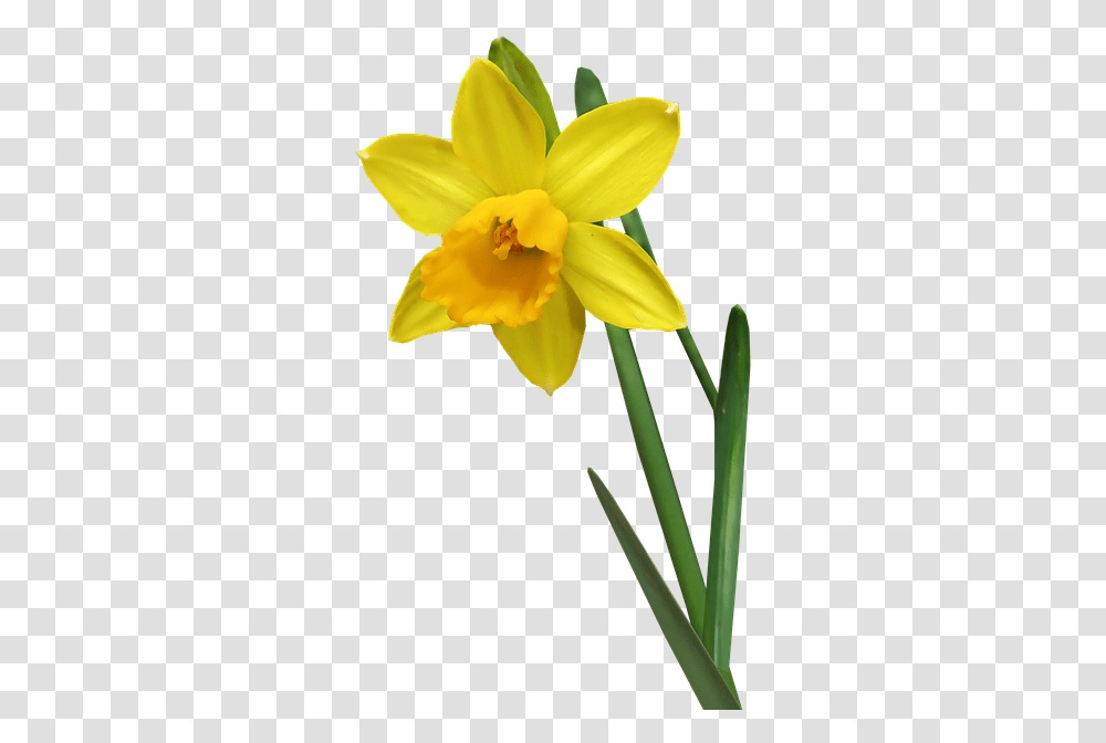 Daffodil Flower Stem Daffodil Stem, Plant, Blossom Transparent Png