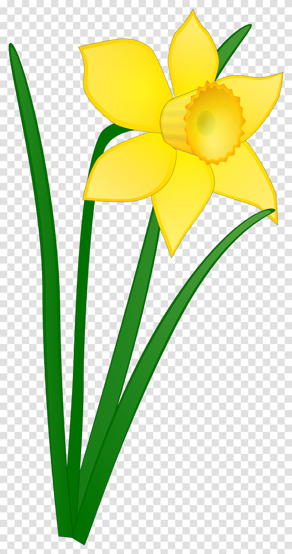 Daffodil Icons, Plant, Flower, Blossom Transparent Png