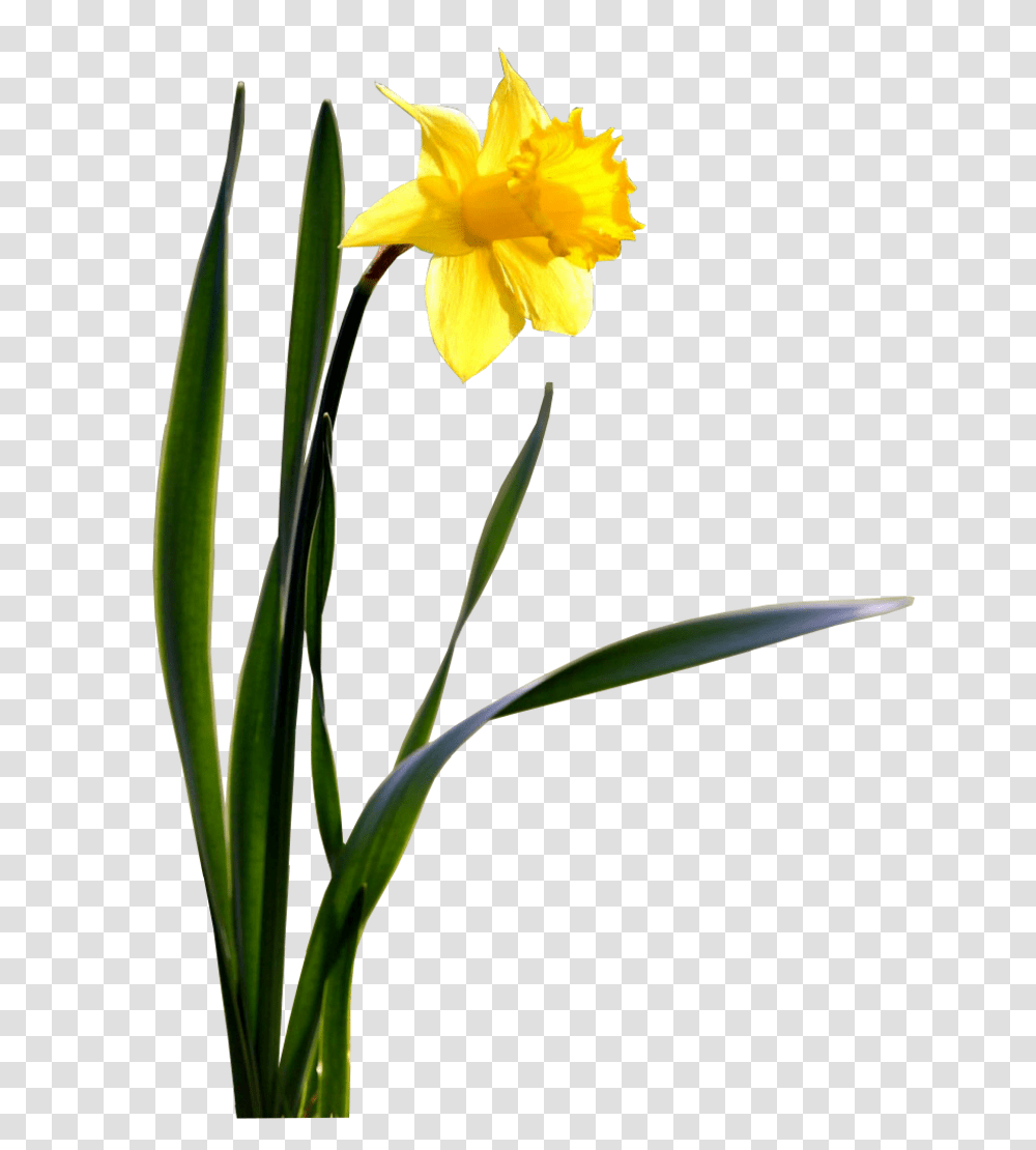 Daffodil Images Arts, Plant, Flower, Blossom Transparent Png